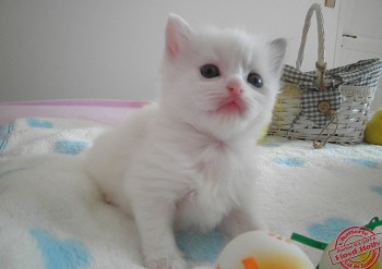 femelle blue bicolour - DISPONIBLE - 25 jours - Chatterie Ragdolls du Val de Beauvoir