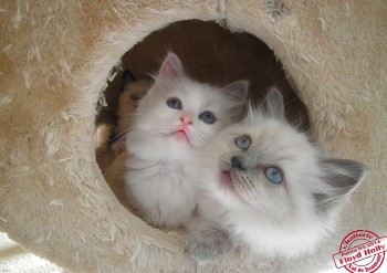 chatons portée Holly - Chatterie Ragdolls du Val de Beauvoir