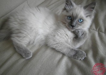 chaton mâle blue colourpoint - Chatterie Ragdolls du Val de Beauvoir