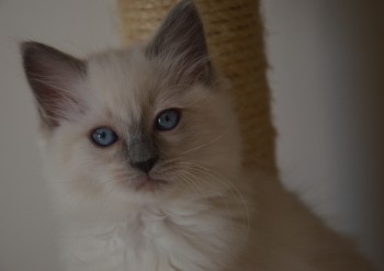 femelle blue colourpoint - Chatterie Ragdolls du Val de Beauvoir