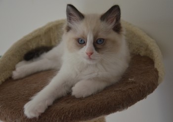 mâle seal bicolour - Chatterie Ragdolls du Val de Beauvoir