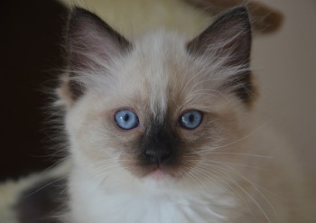 femelle seal point-mitted - Chatterie Ragdolls du Val de Beauvoir