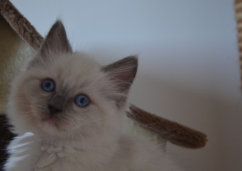 mâle blue point-mitted - Chatterie Ragdolls du Val de Beauvoir