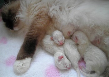 naissances 4 chatons Holly - 14 avril 2015 - Chatterie Ragdolls du Val de Beauvoir
