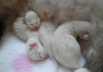 naissances  - avril  2015 - portée Holly - Chatterie Ragdolls du Val de Beauvoir