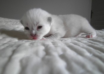 mâle blue mitted : 10 jours  - Chatterie Ragdolls du Val de Beauvoir