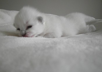 femelle blue colourpoint 10 jours  - Chatterie Ragdolls du Val de Beauvoir