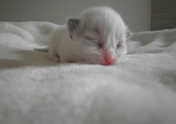 mâle seal bicolour : 10 jours  - Chatterie Ragdolls du Val de Beauvoir