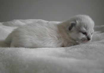 femelle seal mitted - 10 jours - Chatterie Ragdolls du Val de Beauvoir