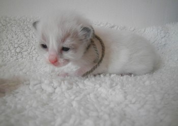 mâle seal bicolour  - 14 jours - Chatterie Ragdolls du Val de Beauvoir