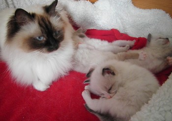 Holly et ses chatons - 3 semaines - Chatterie Ragdolls du Val de Beauvoir