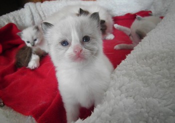 mâle seal bicolour  RESERVE - 24 jours - Chatterie Ragdolls du Val de Beauvoir