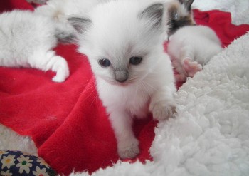 femelle blue colourpoint RESERVEE 24 jours - Chatterie Ragdolls du Val de Beauvoir