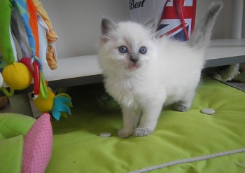 femelle blue colourpoint - 4 semaines - Chatterie Ragdolls du Val de Beauvoir