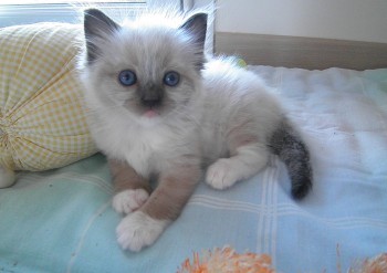 femelle seal point-mitted - 4 semaines - Chatterie Ragdolls du Val de Beauvoir