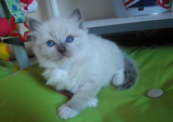 mâle blue point-mitted - 4 semaines - Chatterie Ragdolls du Val de Beauvoir