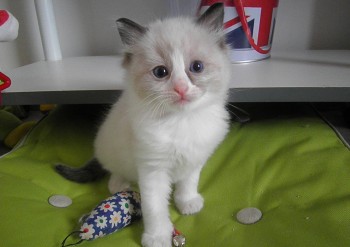 mâle seal bicolour - 4 semaines - Chatterie Ragdolls du Val de Beauvoir