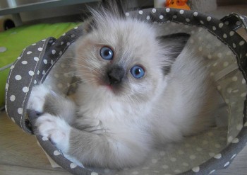 femelle seal point-mitted - 6 semaines - Chatterie Ragdolls du Val de Beauvoir