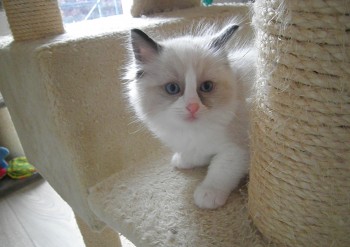 mâle seal bicolour - 6 semaines - Chatterie Ragdolls du Val de Beauvoir