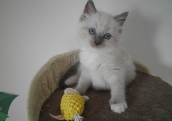 mâle blue point-mitted - 6 semaines - Chatterie Ragdolls du Val de Beauvoir