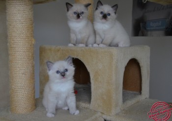 chatons mâles - portée Ginger 6 semaines - Chatterie Ragdolls du Val de Beauvoir