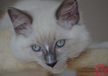 mâle blue point-mitted - 11 semaines - Chatterie Ragdolls du Val de Beauvoir