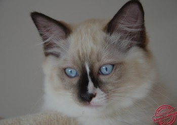 mâle seal point-mitted