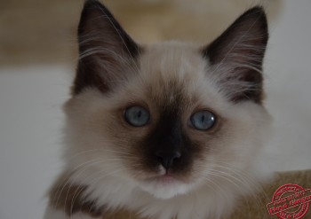 mâle seal point-mitted - 11 semaines - Chatterie Ragdolls du Val de Beauvoir