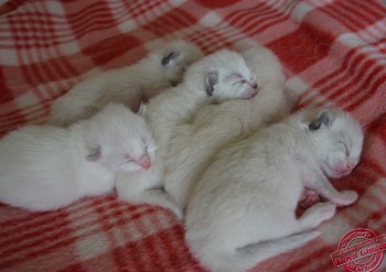 les 5 chatons à 7 jours - Chatterie Ragdolls du Val de Beauvoir