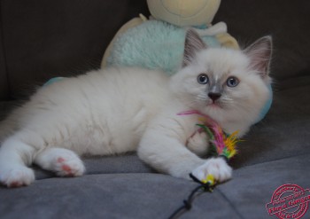 mâle blue point-mitted - Chatterie Ragdolls du Val de Beauvoir