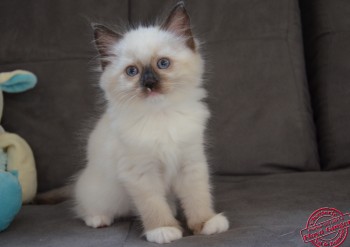 mâle seal point-mitted - - Chatterie Ragdolls du Val de Beauvoir