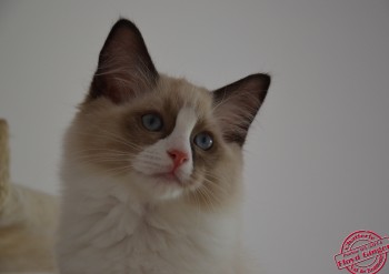 mâle seal bicolour - Chatterie Ragdolls du Val de Beauvoir