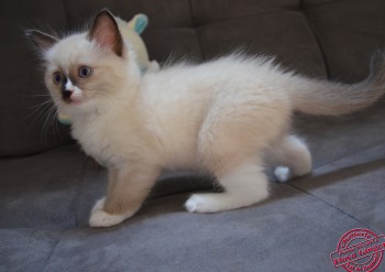 mâle seal point-mitted avec