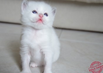 chaton femelle blue bicolour - 21 jours - Chatterie Ragdolls du Val de Beauvoir