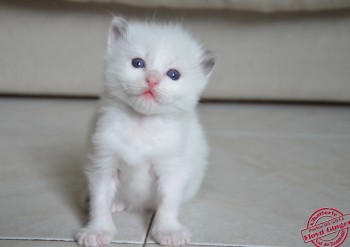 femelle blue bicolour - 21 jours - Chatterie Ragdolls du Val de Beauvoir