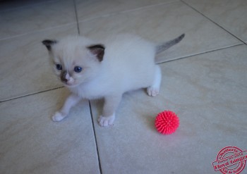 mâle seal point-mitted avec 