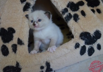 mâle seal point-mitted avec