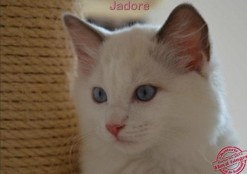 femelle blue bicolour - 11 semaines - Chatterie Ragdolls du Val de Beauvoir