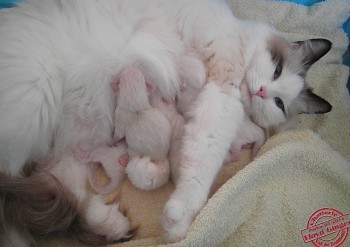naissance : les chatons à 1 jour - Chatterie Ragdolls du Val de Beauvoir