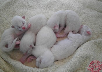 naissances : les 5 chatons à 1 jour - Chatterie Ragdolls du Val de Beauvoir