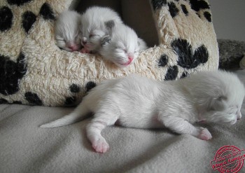 les chatons à 7 jours - portée Ginger - Chatterie Ragdolls du Val de Beauvoir