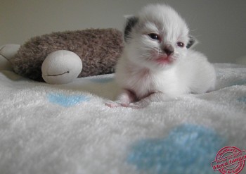 mâle seal point-mitted - 12 jours - Chatterie Ragdolls du Val de Beauvoir