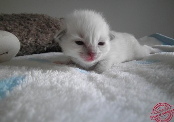 mâle blue point-mitted - 12 jours - Chatterie Ragdolls du Val de Beauvoir