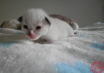 mâle seal point-mitted avec flamme - 12 jours - Chatterie Ragdolls du Val de Beauvoir