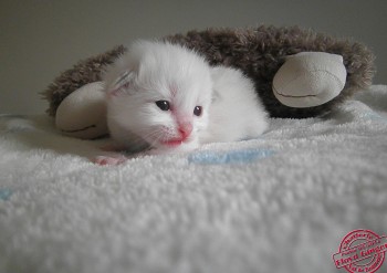 femelle blue bicolour - 12 jours - Chatterie Ragdolls du Val de Beauvoir