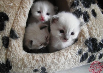 Ragdoll : chatons à 19 jours - Chatterie Ragdolls du Val de Beauvoir