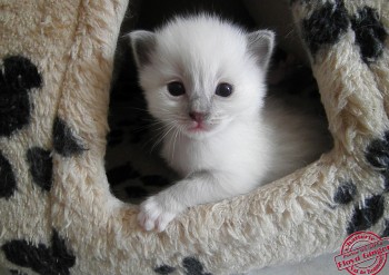 mâle bleu point-mitted - 19 jours - Chatterie Ragdolls du Val de Beauvoir