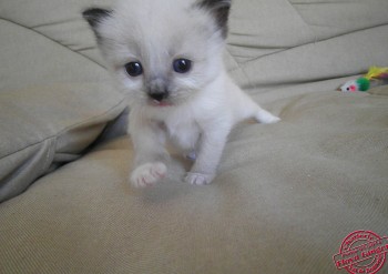 mâle seal point-mitted - 22 jours - Chatterie Ragdolls du Val de Beauvoir