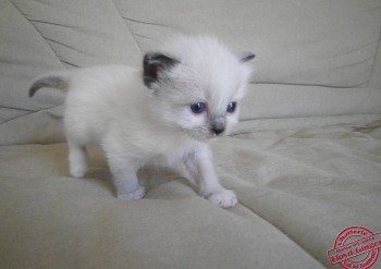 mâle seal point-mitted - 22 jours - Chatterie Ragdolls du Val de Beauvoir