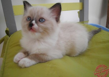 mle seal mitted 